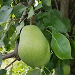 Appartement Obst- Und Karoline