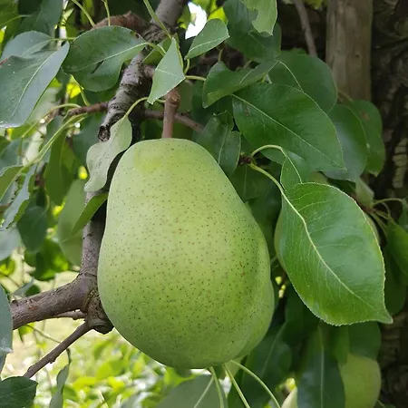 Apartmán Obst- Und Karoline *